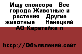 Ищу спонсора - Все города Животные и растения » Другие животные   . Ненецкий АО,Каратайка п.